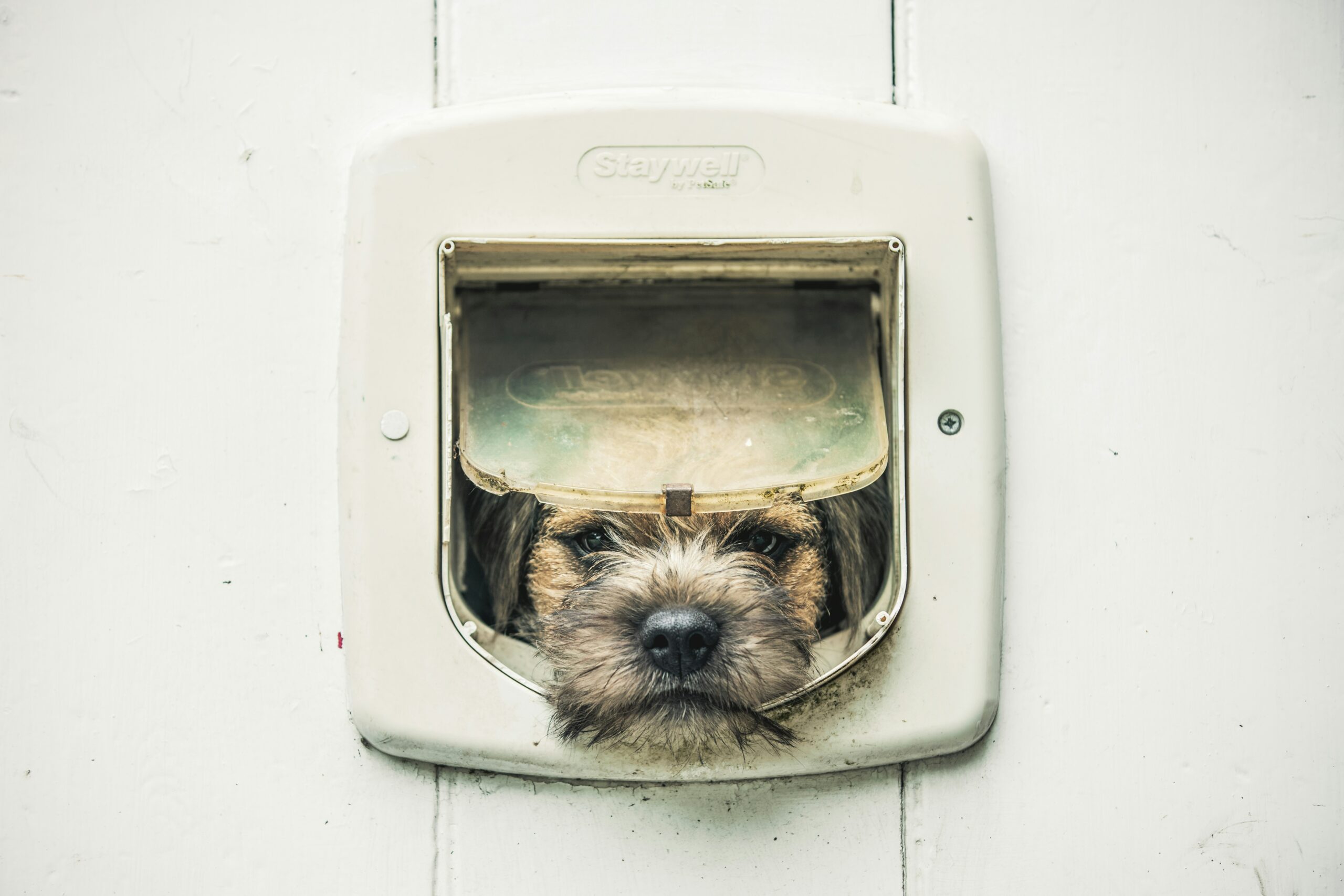 Why Separation Anxiety Training is More Than Just Door Exercises
