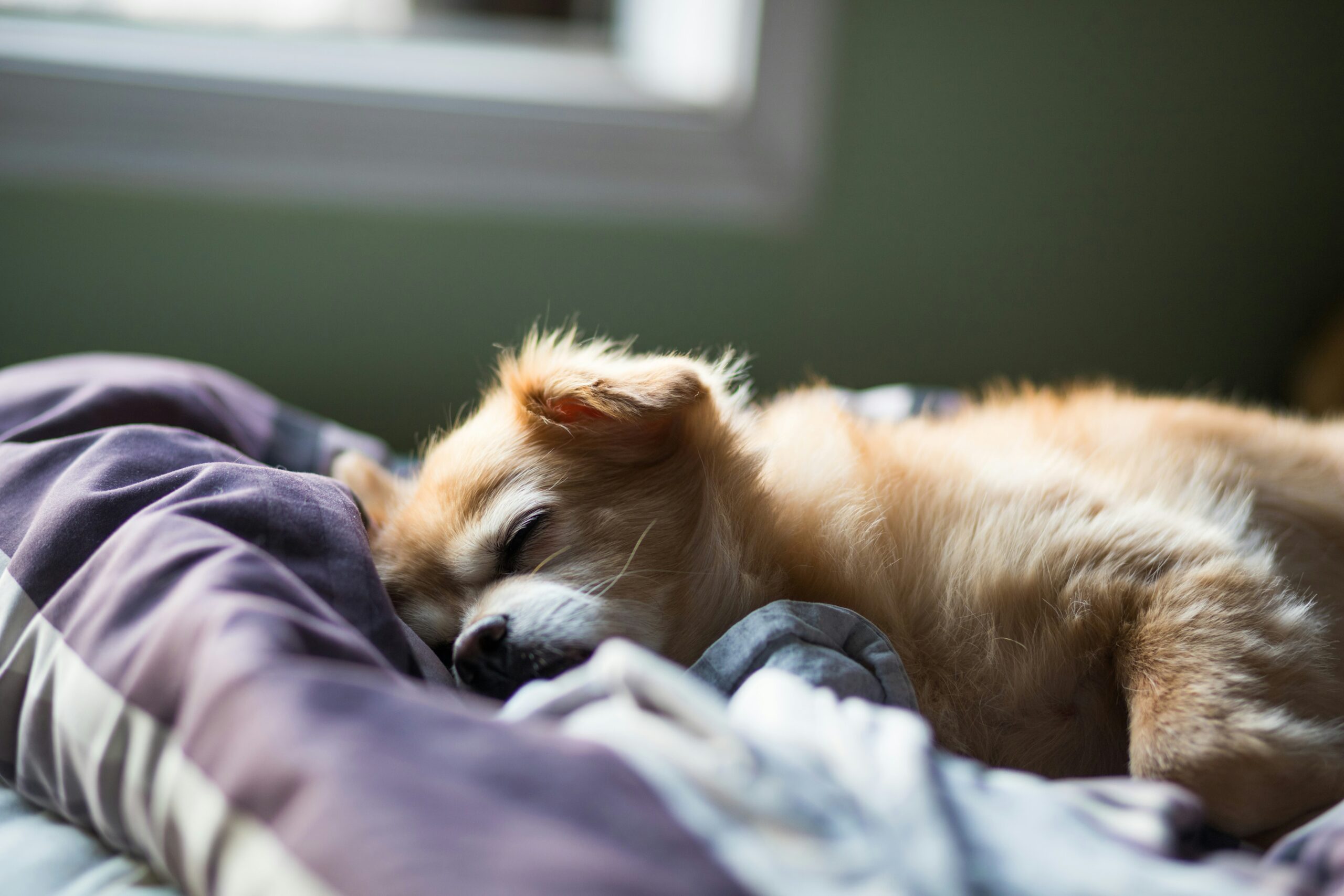 Can You Leave a Dog With Separation Anxiety Alone?