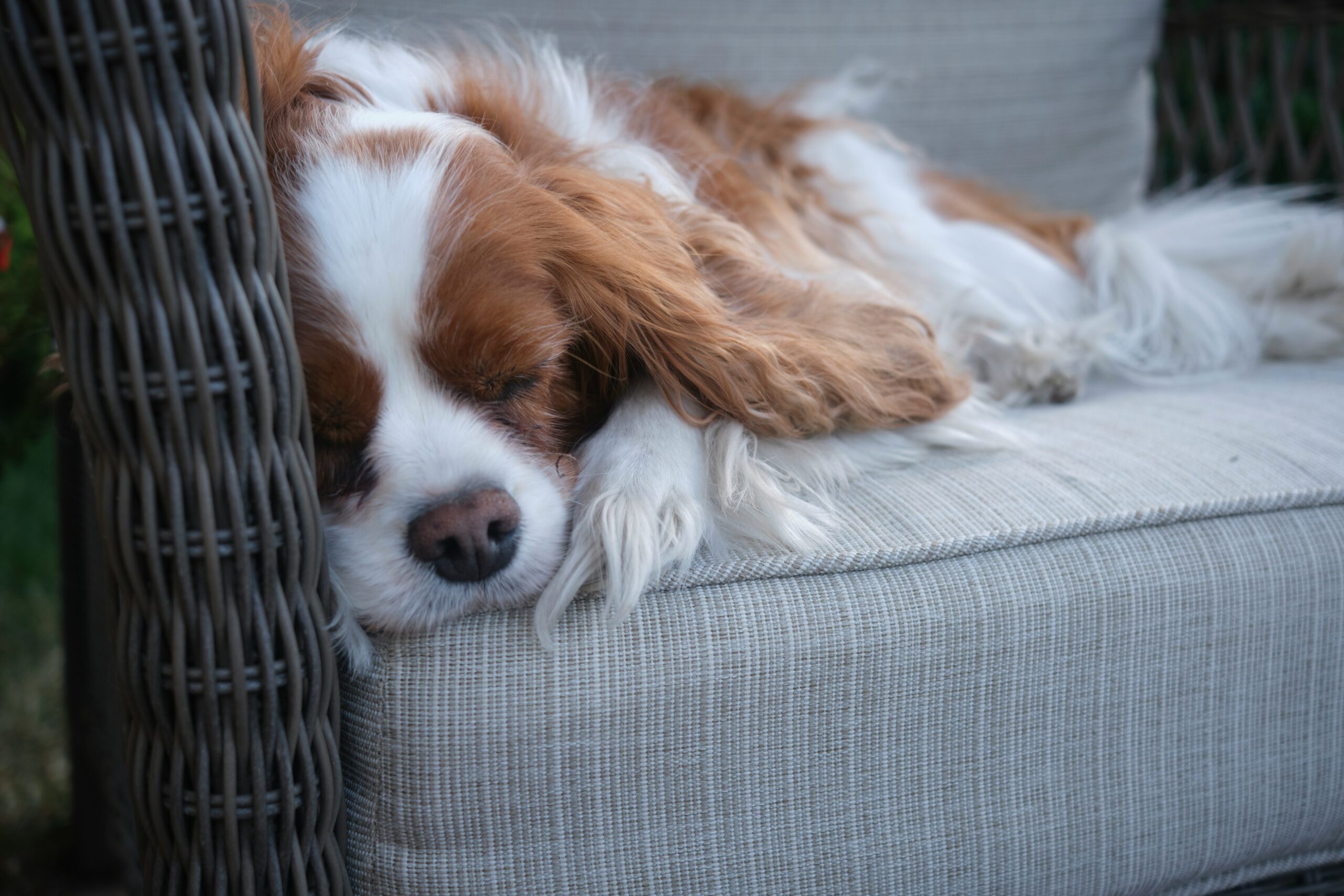 The First Step to Helping a Dog With Separation Anxiety