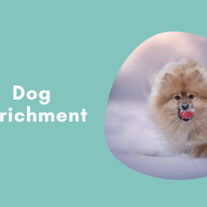 Dog Enrichment course