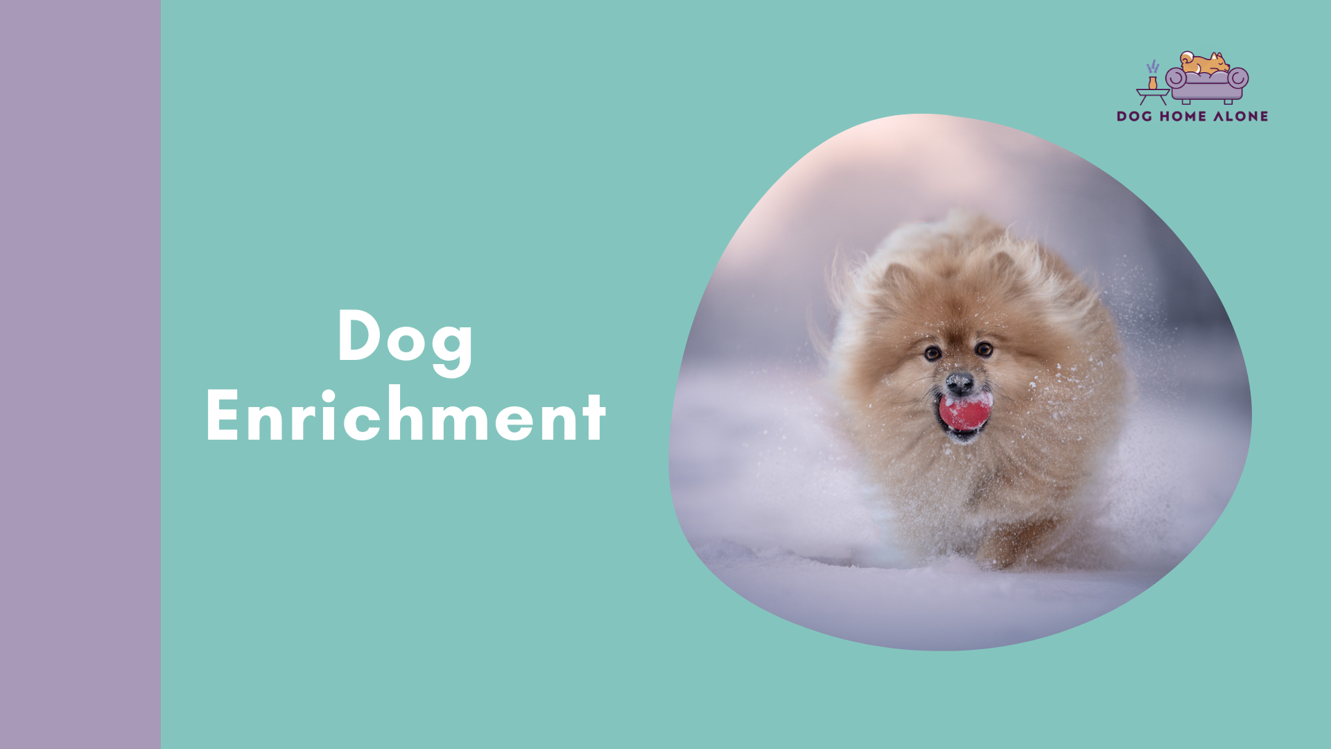 Dog Enrichment made easy