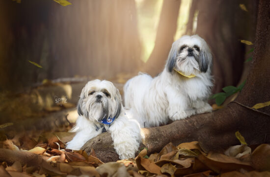 Medication for Dog Separation Anxiety: When It Helps and Why It Does Not Replace Training