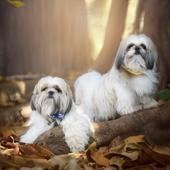 Medication for Dog Separation Anxiety: When It Helps and Why It Does Not Replace Training