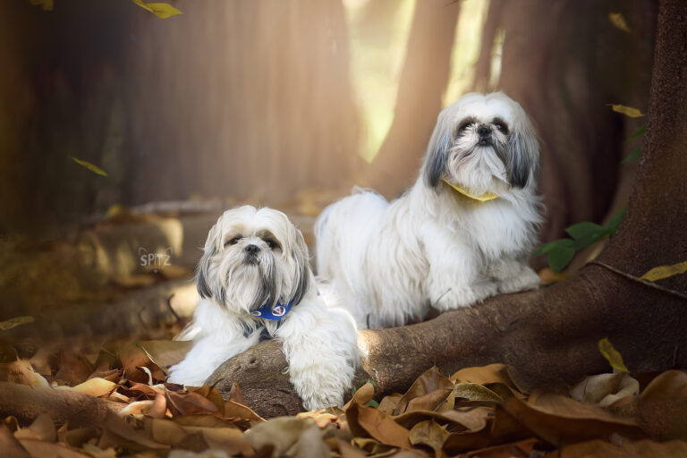 Medication for Dog Separation Anxiety: When It Helps and Why It Does Not Replace Training