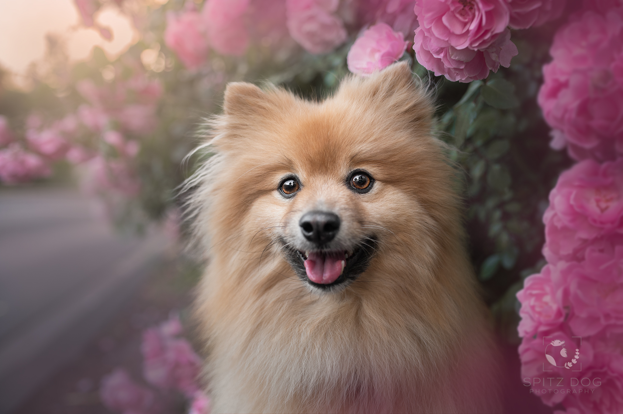 Separation Anxiety in Dogs: Signs Most Owners Miss