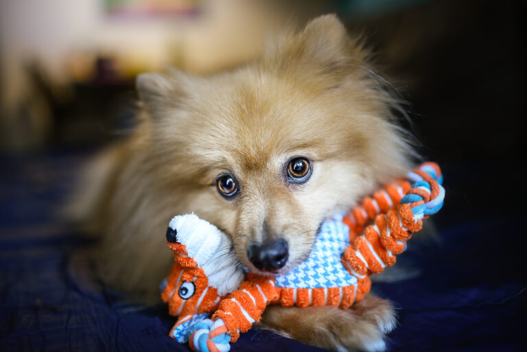 crate training dogs with separation anxiety
